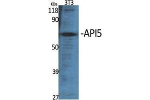 Western Blot (WB) analysis of specific cells using API5 Polyclonal Antibody. (Apoptosis Inhibitor 5 Antikörper  (C-Term))
