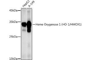 Western blot analysis of extracts of various cell lines, using Heme Oxygenase 1 (HO-1/HMOX1) antibody (ABIN6131781, ABIN6141881, ABIN6141883 and ABIN6215065) at 1:1000 dilution. (HMOX1 Antikörper  (AA 1-288))