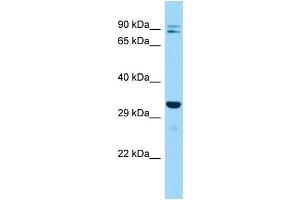 Host: Rabbit Target Name: Impa2 Sample Type: Mouse Testis lysates Antibody Dilution: 1.