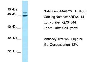 Western Blotting (WB) image for anti-Melanoma Antigen Family D, 1 (MAGED1) (C-Term) antibody (ABIN2789745)