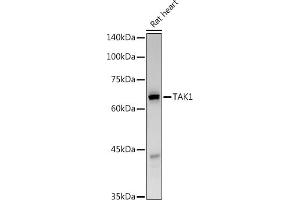 Western blot analysis of extracts of Rat heart, using T antibody (ABIN6130537, ABIN6143503, ABIN6143504 and ABIN6215581) at 1:500 dilution. (MAP3K7 Antikörper  (AA 300-470))