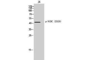 Western Blotting (WB) image for anti-NUDC (pSer326) antibody (ABIN3182705)