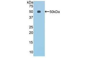 Detection of Recombinant ESM1, Mouse using Polyclonal Antibody to Endothelial Cell Specific Molecule 1 (ESM1) (ESM1 Antikörper  (AA 22-184))