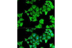 Immunofluorescence analysis of MCF7 cells using ACY1 Polyclonal Antibody (Aminoacylase 1 Antikörper)