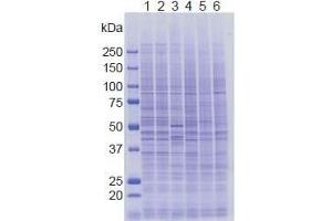 SDS-PAGE (SDS) image for anti-Lysine (K)-Specific Demethylase 5A (KDM5A) (AA 1416-1434) antibody (ABIN3201014) (KDM5A Antikörper  (AA 1416-1434))