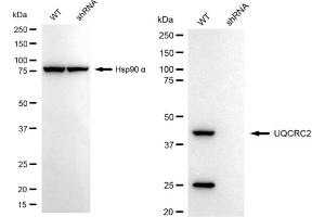 Western blotting analysis using UQCRC2 antibody (ABIN7800703). (Rekombinanter UQCRC2 Antikörper)