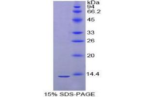 SDS-PAGE analysis of Mouse IglL1 Protein. (Immunoglobulin lambda-Like Polypeptide 1 (IGLL1) Peptid)