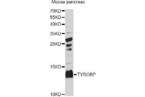 Western blot analysis of extracts of mouse pancreas, using TYROBP Antibody (ABIN5973118) at 1:3000 dilution. (TYROBP Antikörper)