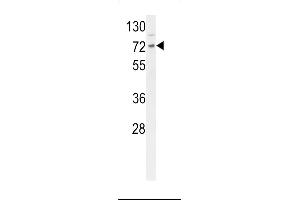 Western blot analysis of DNAJC2 Antibody (Center) (ABIN653841 and ABIN2843105) in mouse Neuro-2a cell line lysates (35 μg/lane). (DNAJC2 Antikörper  (AA 226-255))