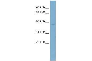 WB Suggested Anti-CAB39 Antibody Titration: 0. (CAB39 Antikörper  (Middle Region))