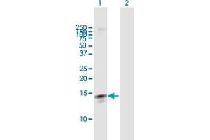 Western Blot analysis of LY6D expression in transfected 293T cell line by LY6D MaxPab polyclonal antibody. (LY6D Antikörper  (AA 1-128))