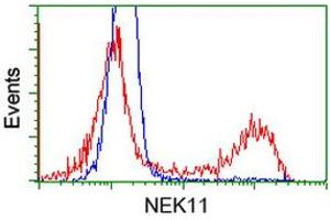 HEK293T cells transfected with either RC221953 overexpress plasmid (Red) or empty vector control plasmid (Blue) were immunostained by anti-NEK11 antibody (ABIN2453346), and then analyzed by flow cytometry. (NEK11 Antikörper)