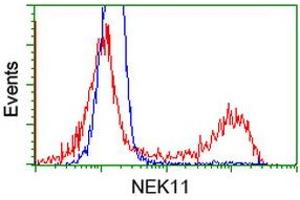 HEK293T cells transfected with either RC221953 overexpress plasmid (Red) or empty vector control plasmid (Blue) were immunostained by anti-NEK11 antibody (ABIN2453346), and then analyzed by flow cytometry. (NEK11 Antikörper)