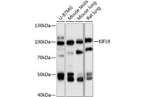 Western blot analysis of extracts of various cell lines, using KIF19 antibody (ABIN6132123, ABIN6142859, ABIN6142860 and ABIN6218018) at 1:3000 dilution. (KIF19 Antikörper  (AA 1-300))