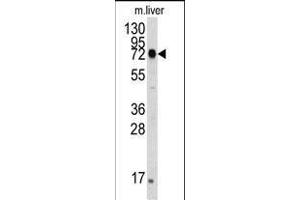 The anti-HS Pab (ABIN388133 and ABIN2846370) is used in Western blot to detect HS in mouse liver tissue lysate. (GRP78 Antikörper)