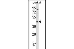 GDE1 Antibody (Center) (ABIN1538018 and ABIN2850097) western blot analysis in Jurkat cell line lysates (35 μg/lane).