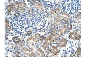 Image no. 1 for anti-Solute Carrier Family 38 Member 4 (SLC38A4) (AA 381-430) antibody (ABIN203468) (SLC38A4 Antikörper  (AA 381-430))