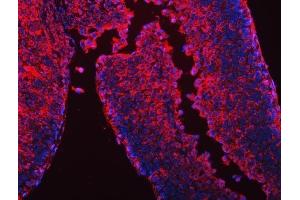 IF analysis of CES2 using anti-CES2 antibody (ABIN7601024).