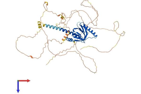 DAB1 Protein (AA 1-588) (His tag)
