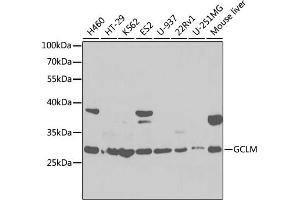 Western blot analysis of extracts of various cell lines, using GCLM antibody (ABIN6131696, ABIN6141018, ABIN6141020 and ABIN6218184) at 1:1000 dilution. (GCLM Antikörper  (AA 1-274))