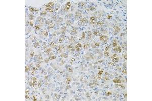Immunohistochemistry of paraffin-embedded mouse stomach using HPS1 antibody. (HPS1 Antikörper)