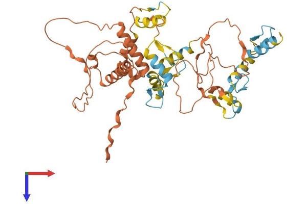 ZNF597 Protein (AA 1-424) (His tag)