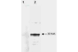 Mab anti-Human LEFTY antibody (clone 7C5G1H6H10) is shown to detect by western blot partially purified recombinant 6X His tagged human LEFTY. (Left-Right Determination Factor (LEFTY-A) Antikörper)