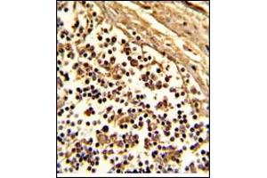 Image no. 3 for anti-CD33 (CD33) (AA 18-48), (N-Term) antibody (ABIN357141) (CD33 Antikörper  (N-Term))