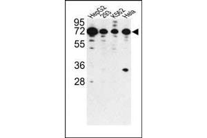 Western blot analysis of PHACTR2 antibody (N-term) (ABIN391910 and ABIN2841724) in HepG2, 293, K562 and Hela cell line lysates (35 μg/lane). (PHACTR2 Antikörper  (N-Term))