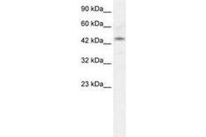 Image no. 1 for anti-Iroquois Homeobox Protein 2 (IRX2) (AA 263-312) antibody (ABIN202610) (IRX2 Antikörper  (AA 263-312))