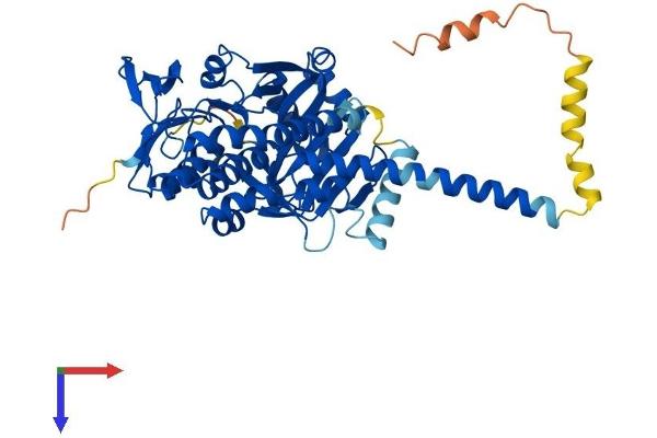 KMO Protein (AA 1-486) (His tag)