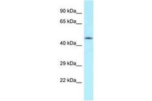 Image no. 1 for anti-MON1 Homolog A (MON1A) (AA 70-119) antibody (ABIN6747933) (MON1A Antikörper  (AA 70-119))