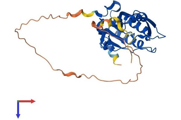 CTDSPL Protein (AA 1-276) (His tag)