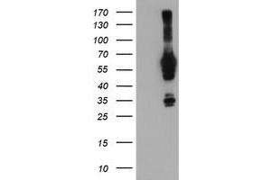 Western Blotting (WB) image for anti-N-Myristoyltransferase 2 (NMT2) antibody (ABIN1499785) (NMT2 Antikörper)