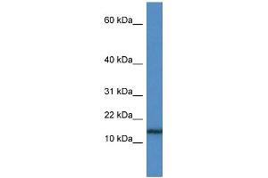 WB Suggested Anti-HIST1H3A Antibody Titration: 1. (HIST1H3A Antikörper  (N-Term))