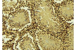 ABIN6275319 at 1/100 staining Mouse testis tissue by IHC-P. (SARNP Antikörper  (Internal Region))