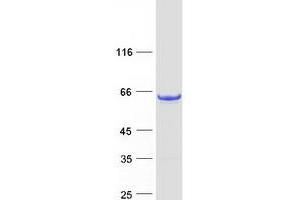 Validation with Western Blot (Copine III Protein (CPNE3) (Myc-DYKDDDDK Tag))