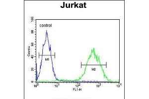 Flow cytometric analysis of Jurkat cells (right histogram) compared to a negative control cell (left histogram). (PRUNE Antikörper  (C-Term))