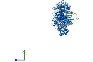 Protein Structure (PS) image for Myosin IG (MYO1G) (AA 1-1024) protein (His tag) (ABIN7563837)