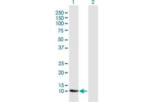 Western Blot analysis of LOC541473 expression in transfected 293T cell line by LOC541473 MaxPab polyclonal antibody. (LOC541473 Antikörper  (AA 1-131))