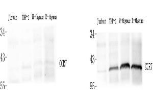 Western Blot analysis of various samples using control peptide antigen (left) and CCR7 Polyclonal Antibody at dilution of 1:800(right). (CCR7 Antikörper)