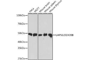 Western blot analysis of extracts of various cell lines, using U/DDX39B Rabbit mAb (ABIN7266696) at 1:1000 dilution. (DDX39B Antikörper)