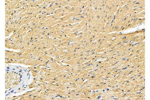 ABIN6260971 and ABIN6278349 at 1/100 staining Rat heart tissue by IHC-P. (COPS7A Antikörper  (C-Term))