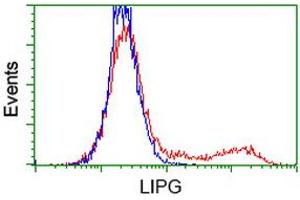 Flow Cytometry (FACS) image for anti-Lipase, Endothelial (LIPG) antibody (ABIN1499173) (LIPG Antikörper)