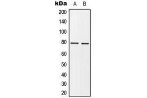 Western blot analysis of BARD1 expression in MCF7 (A), HeLa (B) whole cell lysates. (BARD1 Antikörper  (N-Term))