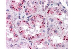 Anti-ZMYM4 antibody IHC of human kidney. (ZMYM4 Antikörper  (C-Term))