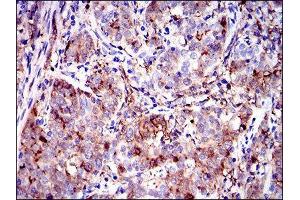 Immunohistochemistry (IHC) image for anti-Annexin A1 (ANXA1) (AA 144-248) antibody (ABIN1842825)
