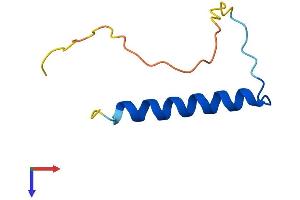 Purkinje Cell Protein 4 Like 1 (PCP4L1) (AA 1-68) protein (Fc Tag)