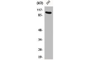 Western Blot analysis of 293 cells using Ah Receptor Polyclonal Antibody