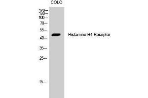 Western Blotting (WB) image for anti-Histamine Receptor H4 (HRH4) (Internal Region) antibody (ABIN3175490) (HRH4 Antikörper  (Internal Region))